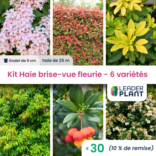 Kit haie brise vue fleurie - 6 variétés - lot de 30 plants en godet