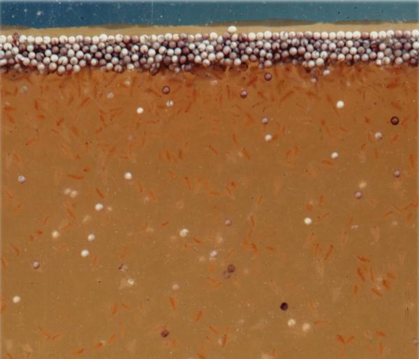 JBL Fischfutter ArtemioPur Artemia-Eier, 40 ml