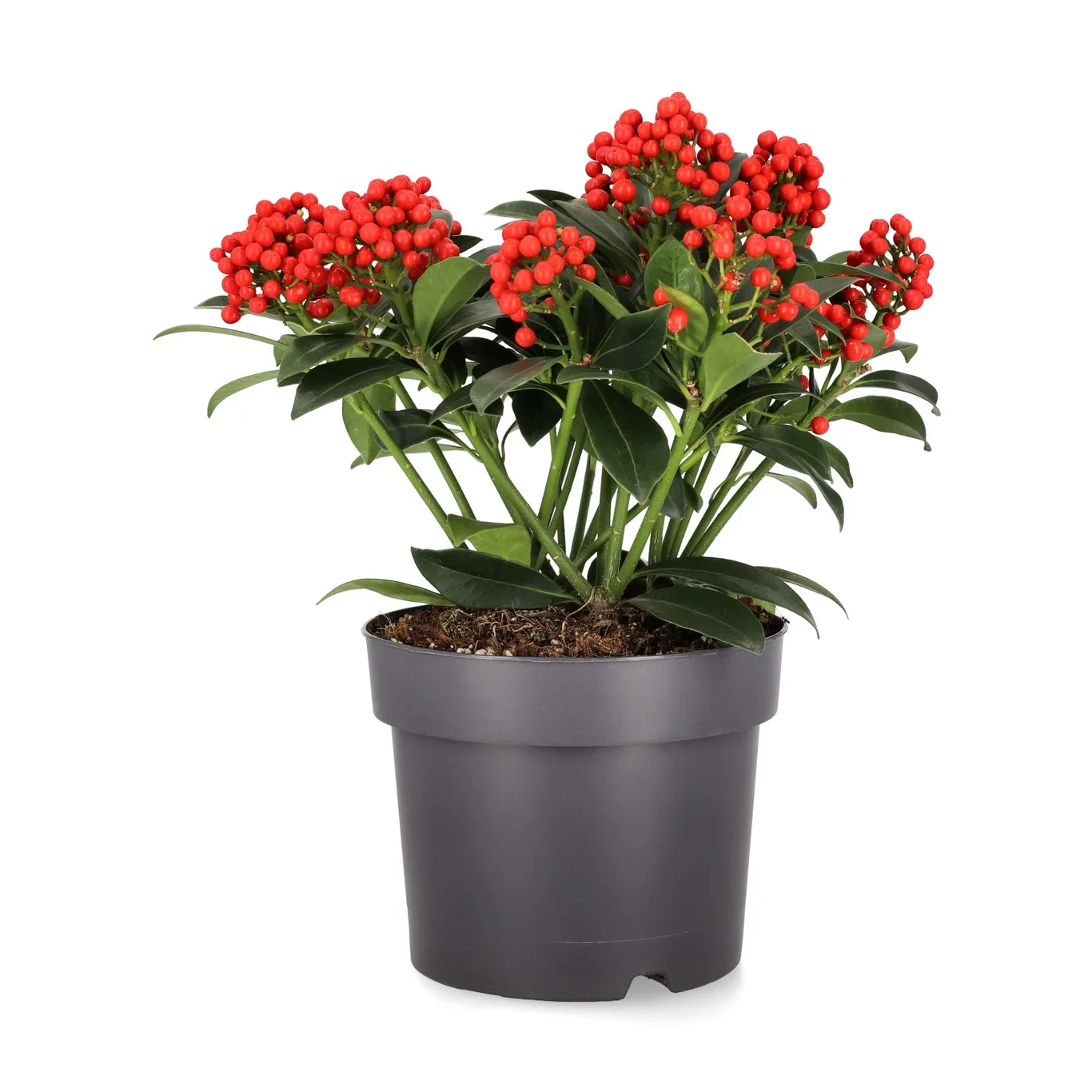 Skimmia japonica 'Temptation' Skimmia 'Temptation' Ø19 cm