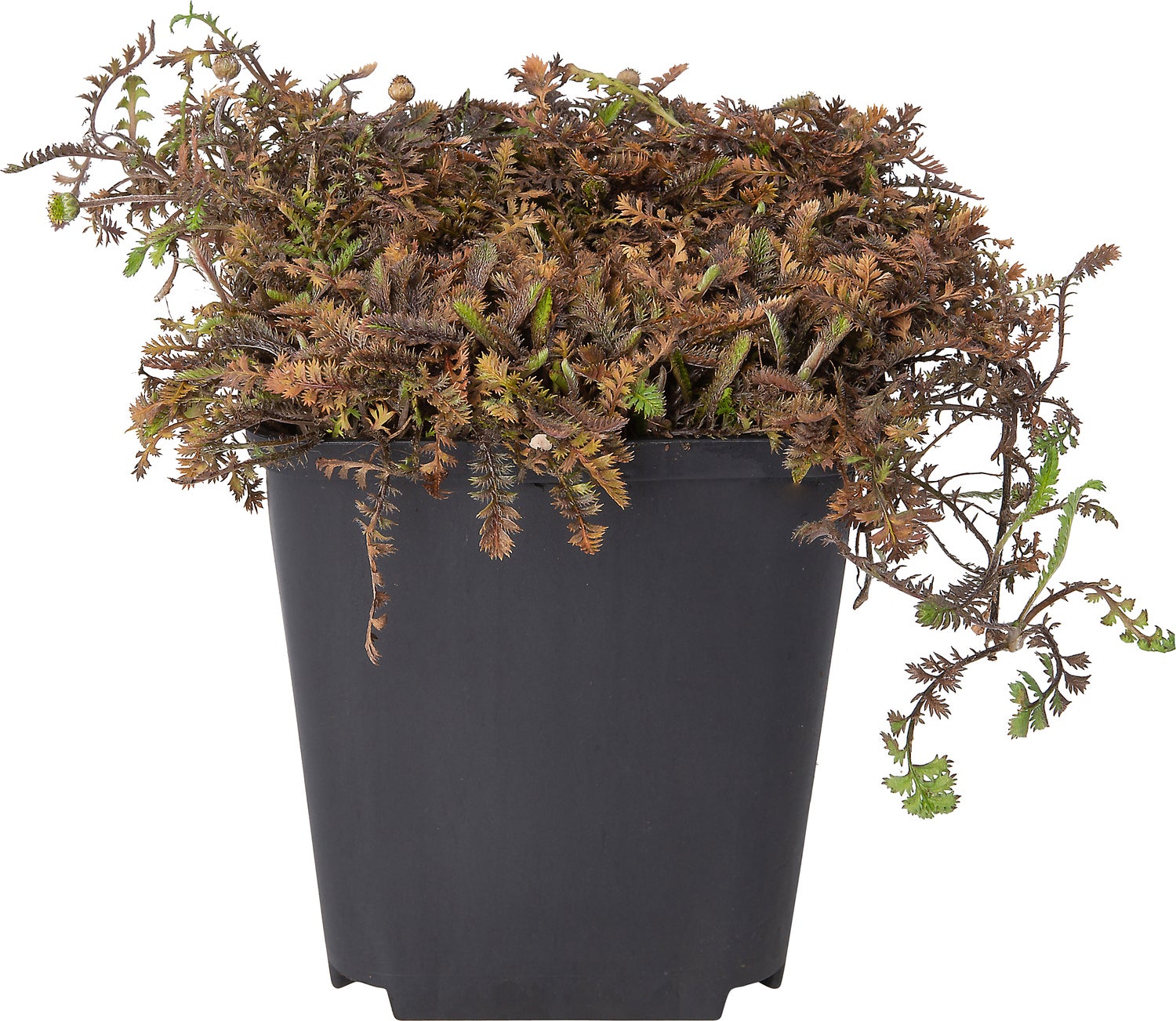Koperknoopje (Leptinella squalida 'Platt's Black') D 9 H 10 cm