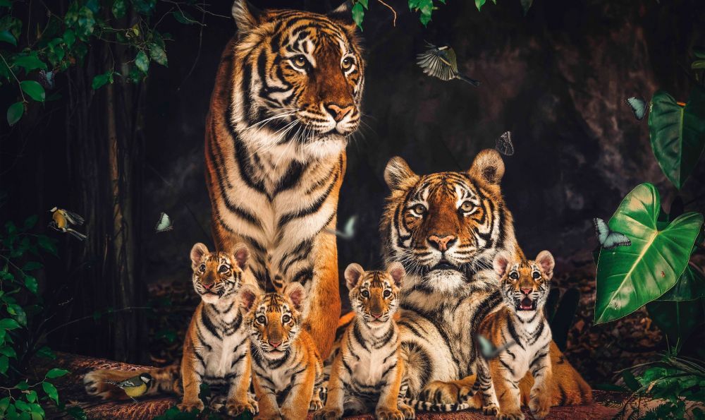 Schilderij Tiger Family - glas