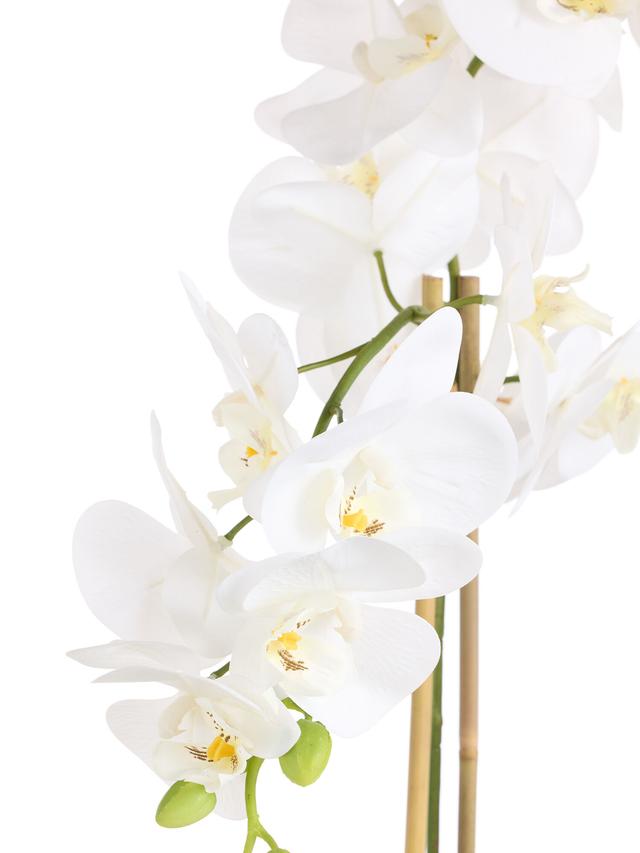 Orchidee Phalaenopsis mit Keramiktopf, 69 cm
