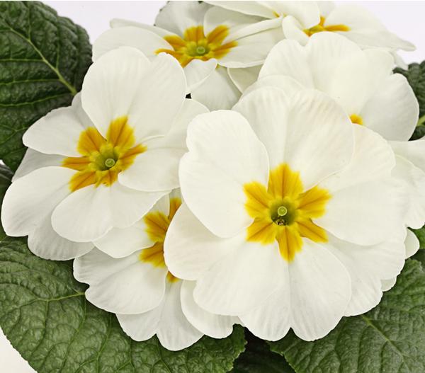 Primel, verschiedene Farben