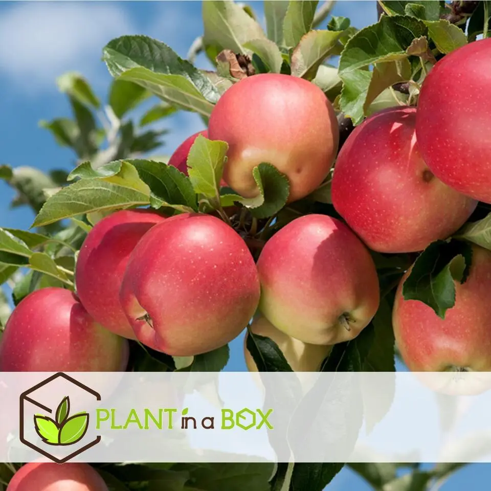 Appelboom-mix - Set van 6 - Malus - Hoogte 60-70cm - ⌀9cm