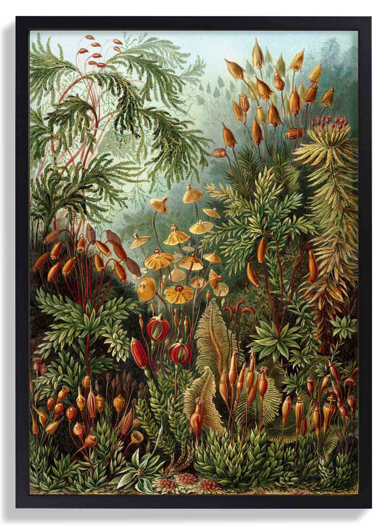 PilzwaldDruck von Ernst Haeckel