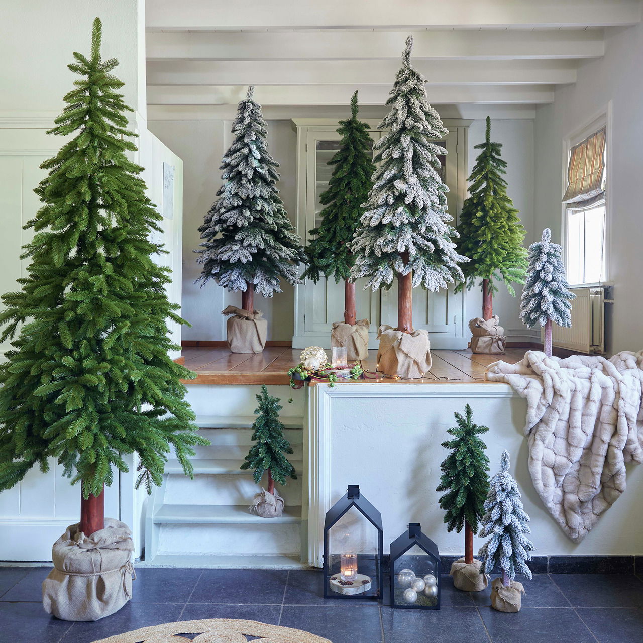 Everlands Tannenbaum Kiefer Tora