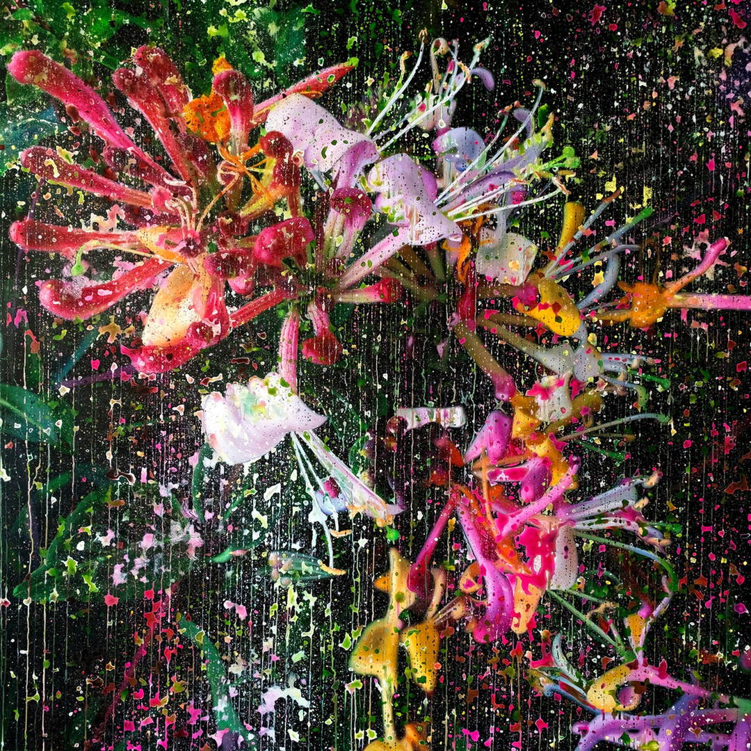 Lonicera Caprifolium Magenta 02 by An Doan Nguyen - Limited Edition. Edition of: 150. Signed.