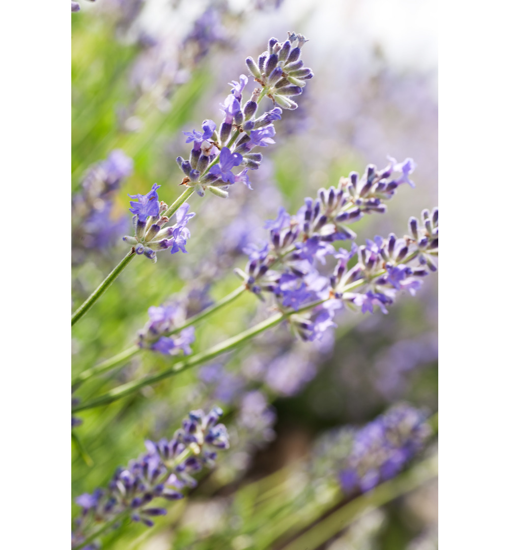 WELEDA Lavendel ontspannende body olie (100 ml)