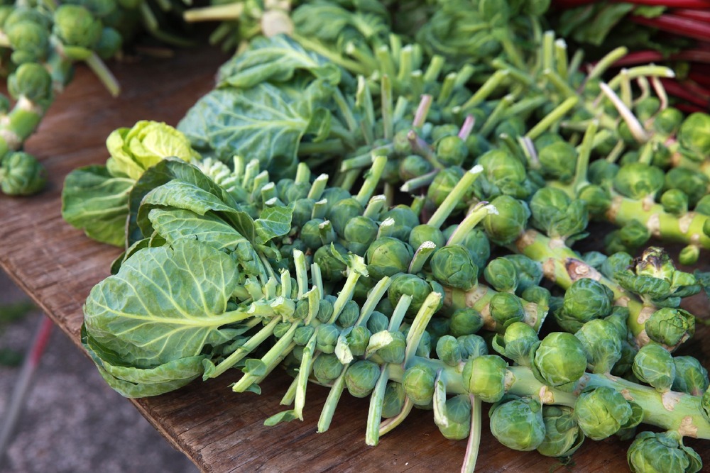 Jardin dans le sac - bio - chou de bruxelles - groninger - 30 graines - brassica oleracea var. Gemmifera