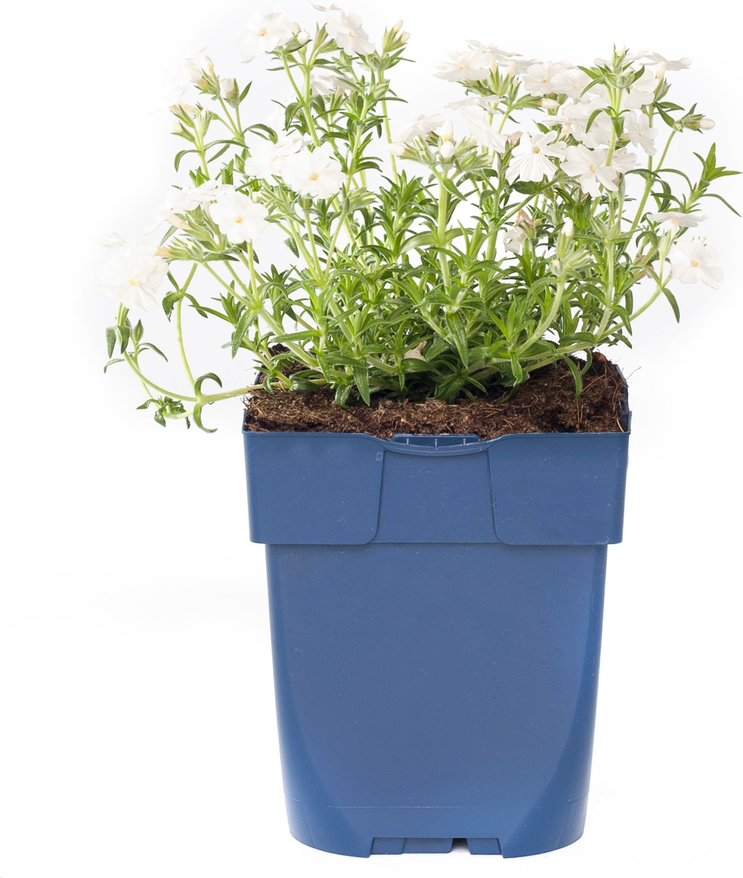 Kruipphlox (Phlox subulata 'Maischnee') D 11 H 10 cm