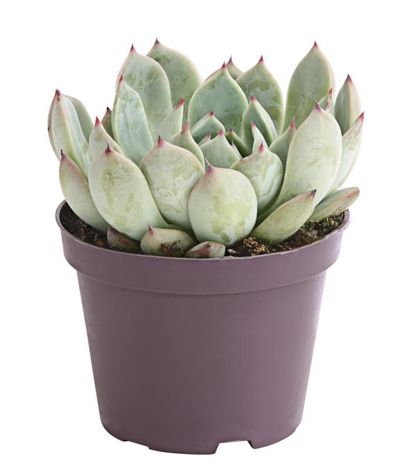 Echeverie - Echeveria Hybride, verschiedene