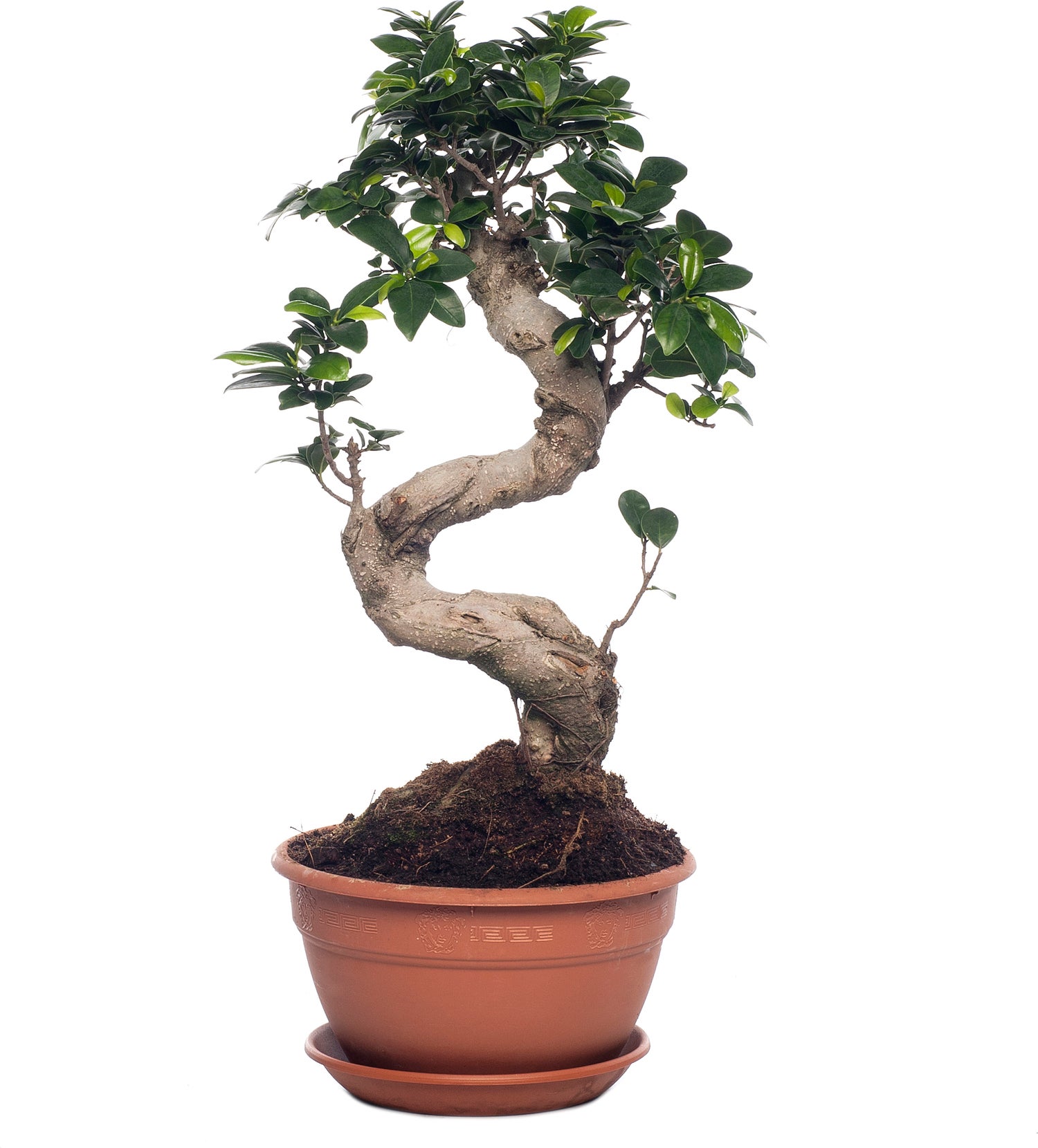Chinese vijg (Ficus microcarpa 'Ginseng') D 22 H 50 cm