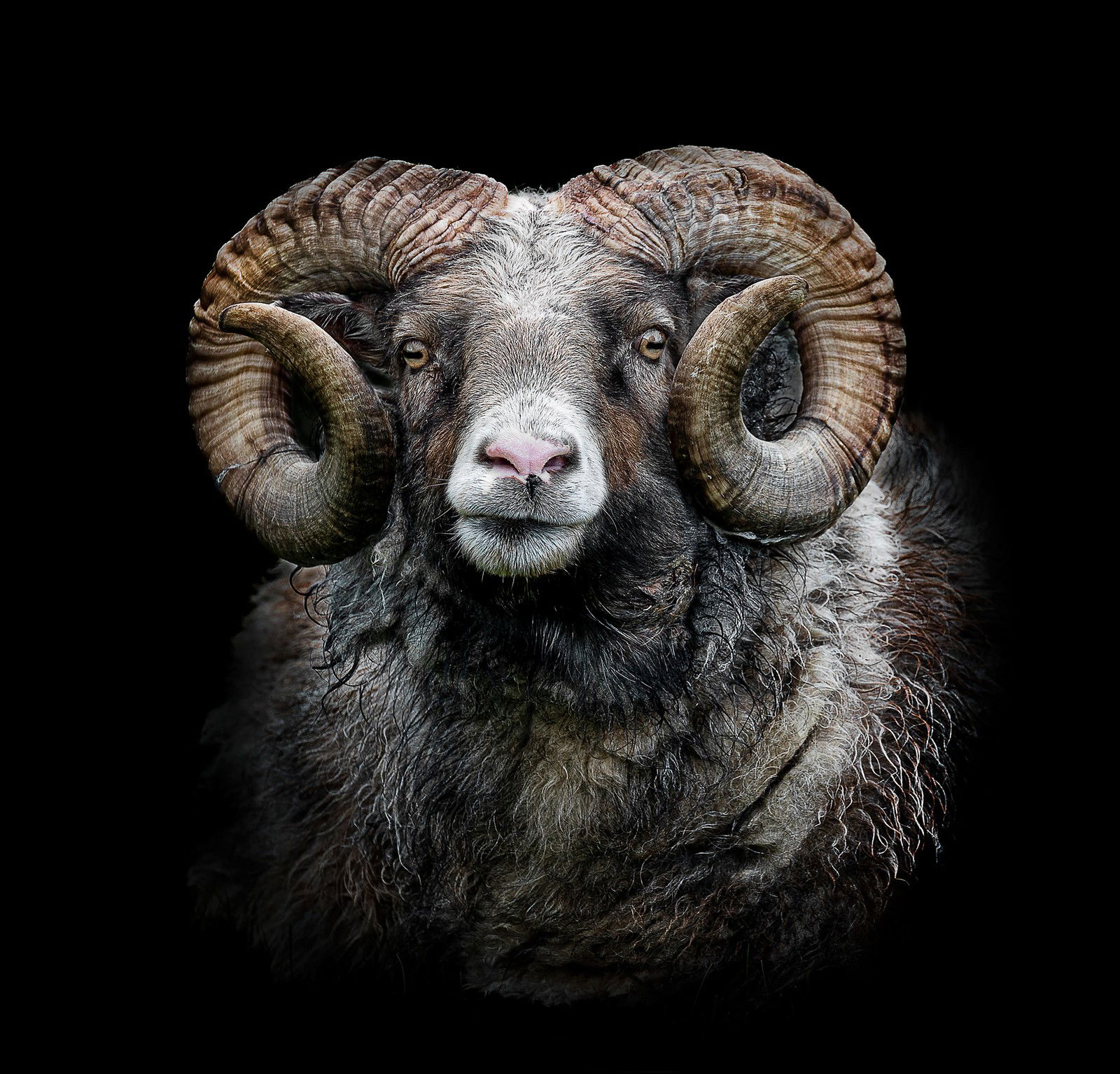 Hamal by Claudio Gotsch - Limited Edition. Edition of: 150. Signed.