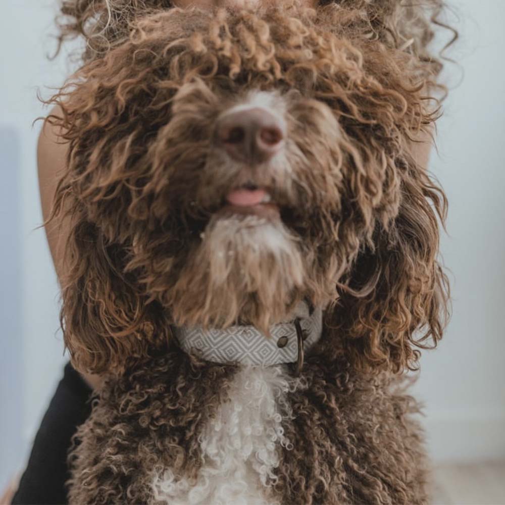 Coleira de cortiça artesanal Barking Gaucho para cães