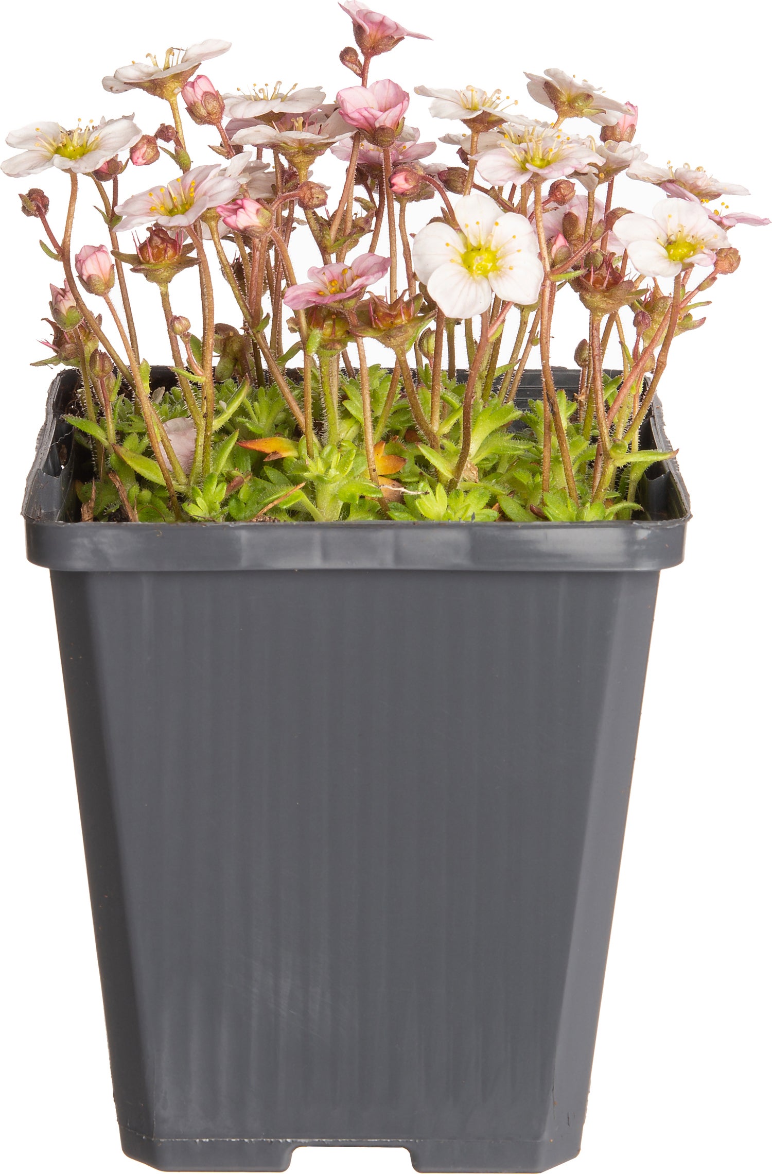 Steenbreek (Saxifraga arendsii 'Schneeteppich') D 9 H 10 cm