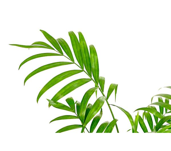 Bergpalme - Chamaedorea elegans, Hydrokultur