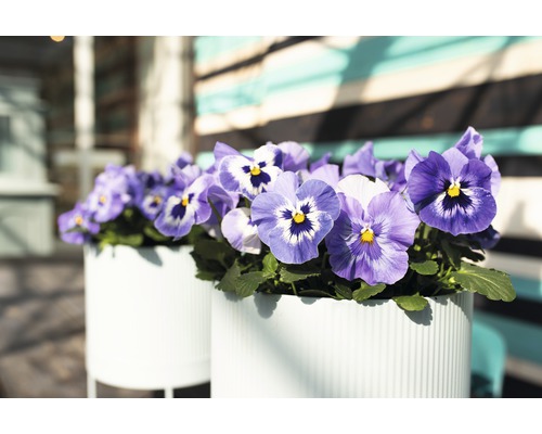 Pansy FloraSelf Viola wittrockiana Ø 9 cm pot willekeurige variëteitselectie