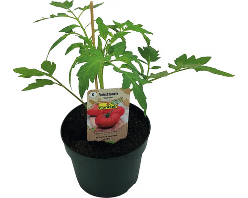Biologische vleestomaat FloraSelf Organic Ø 13 cm pot geënt, diverse soorten