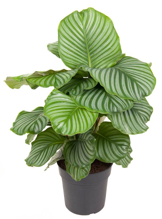 Plante d'intérieur - calathea orbifolia 70.0cm