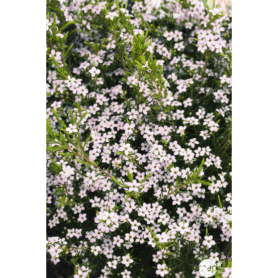 Diosma hirsuta ' Pink Fontaine ' : ctr 3 litres