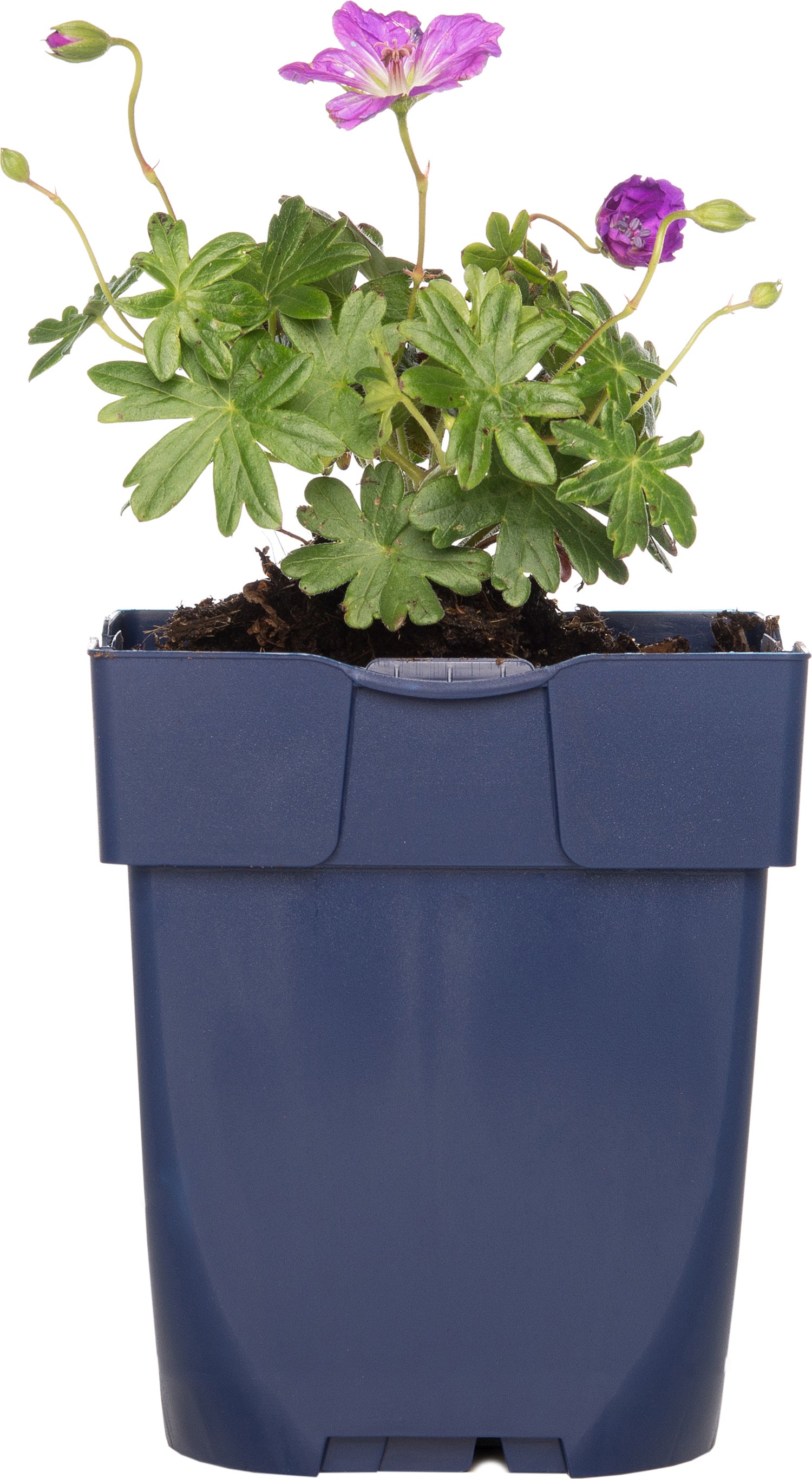 Ooievaarsbek (Geranium sanguineum 'Max Frei') D 11 H 10 cm