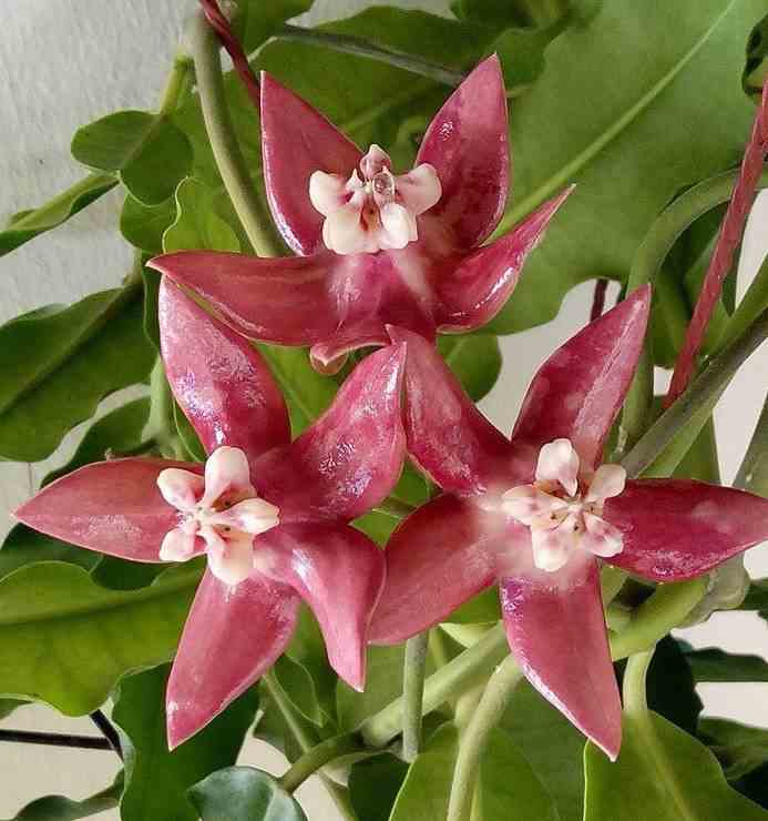 Hoya imperialis grosse fleur rose(fleur de porcelaine, fleur de cire) rose - taille pot de 2 litres - 20/40 cm