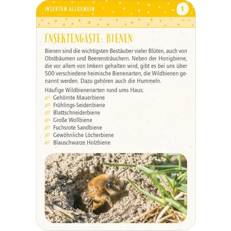 moses. Blatt & Blüte Insektenglück