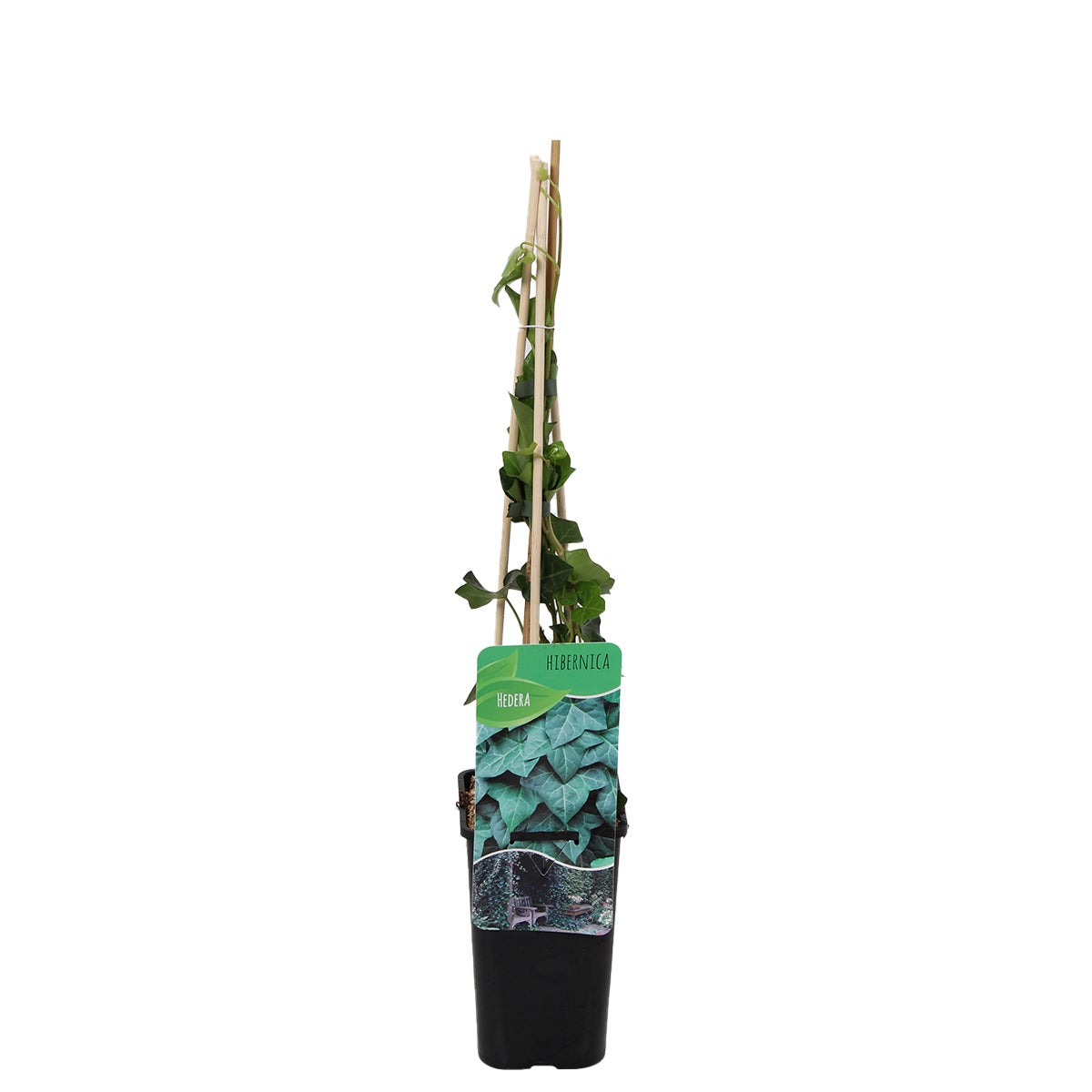 Bloomique – Hedera Hibernica – Grootbladige klimop – Groenblijvend – Klimplanten – Tuinplanten – Winterhard – Potmaat 15 cm – Hoogte 70–80 cm