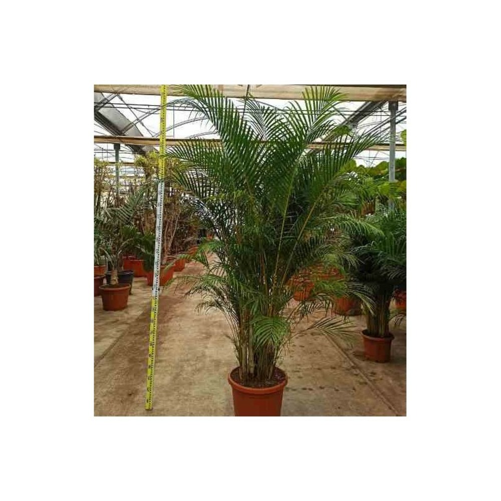 Dypsis lutescens (palmier multipliant) taille pot de 2 litres ? 40/60 cm