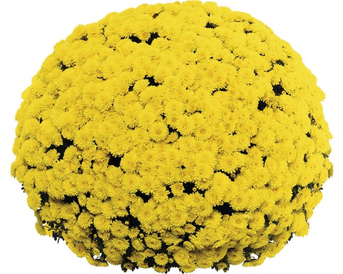 Chrysanthemum bol Ø 55+ cm FloraSelf Chrysanthemum indicum Ø 19 cm Plantdiameter ca. 55 cm Willekeurige variëteitselectie