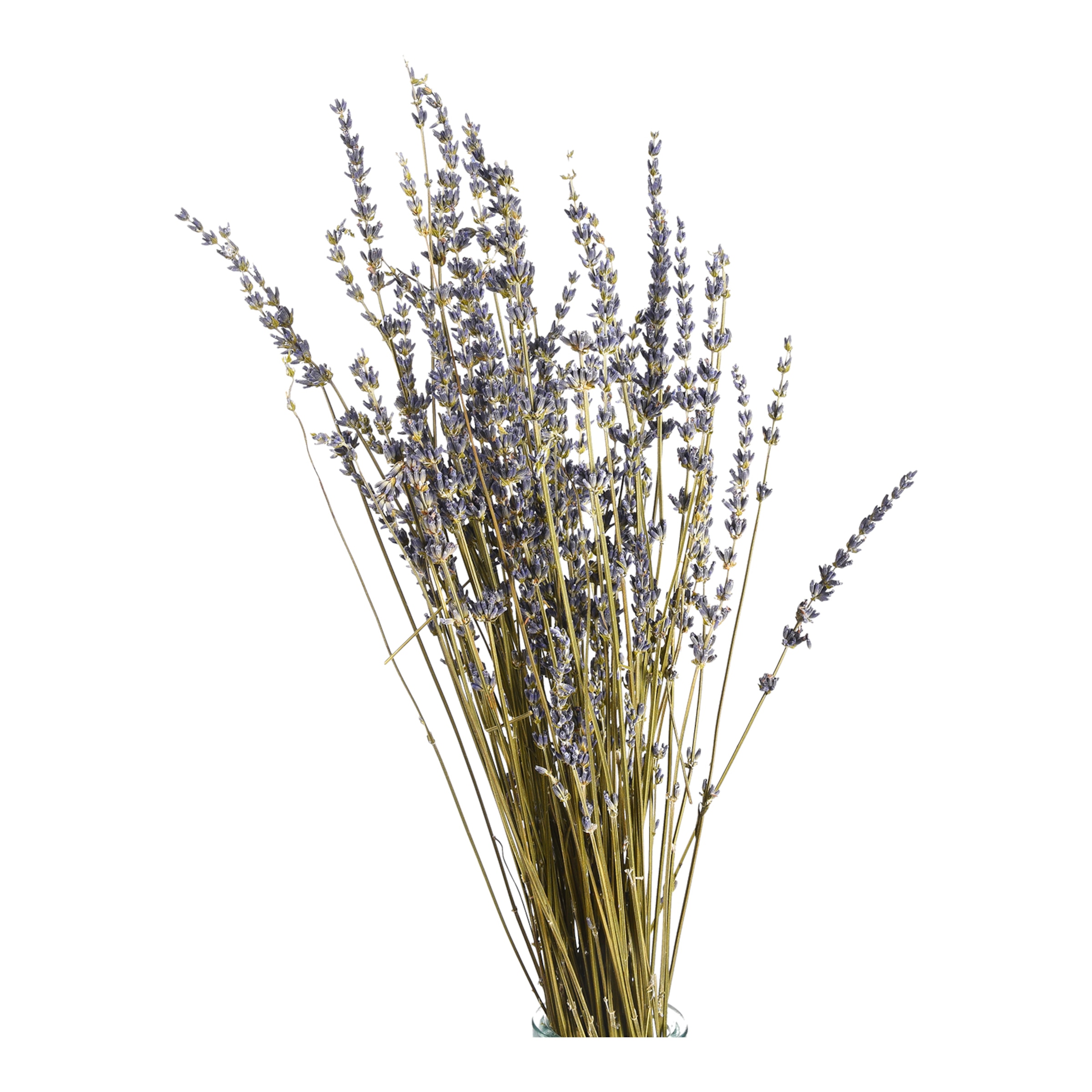dunkelflieder, L 55 cm