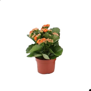 Kalanchoë (Kalanchoë blossfeldiana) oranje D 10,5 H 23 cm