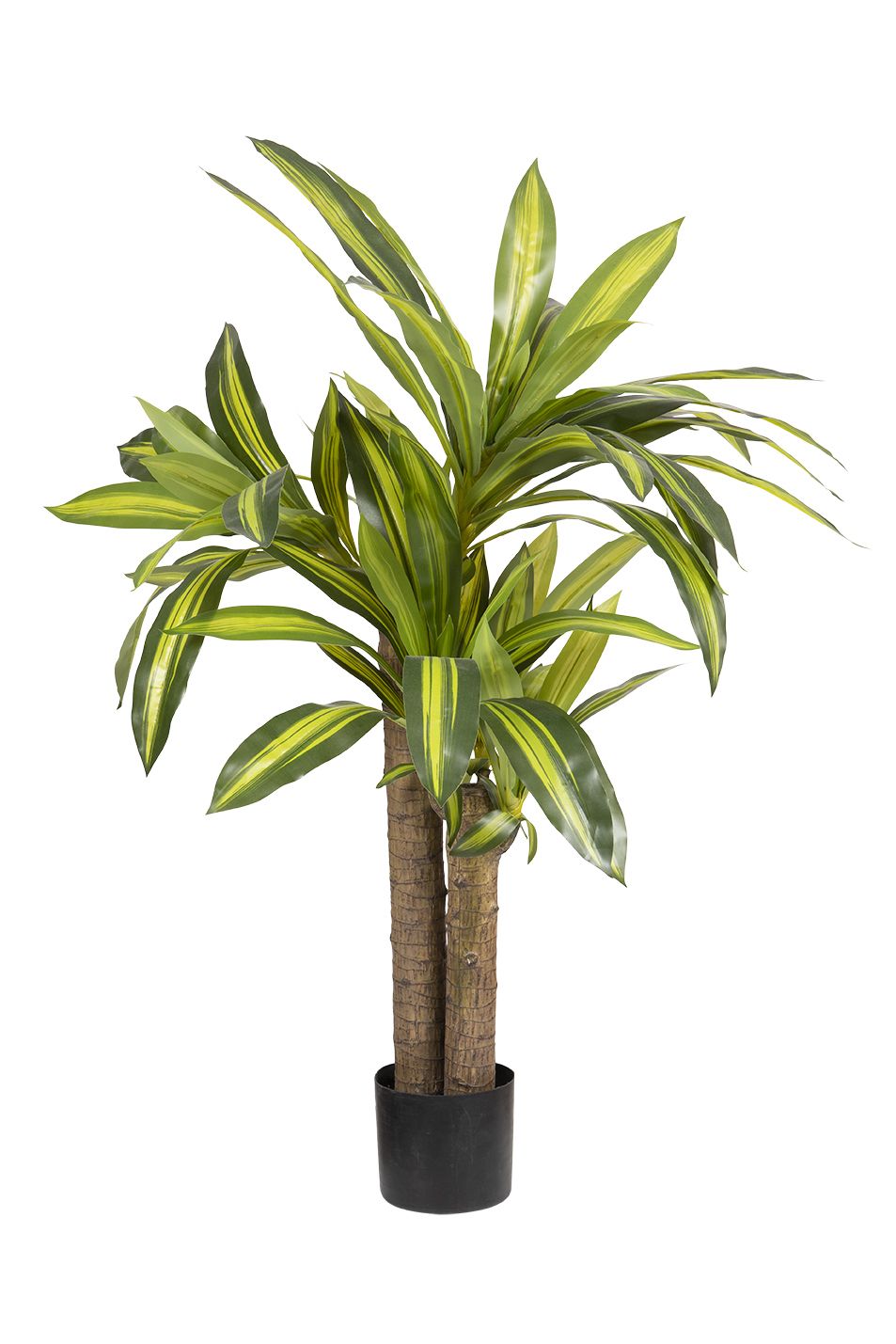 Dracaenaplante