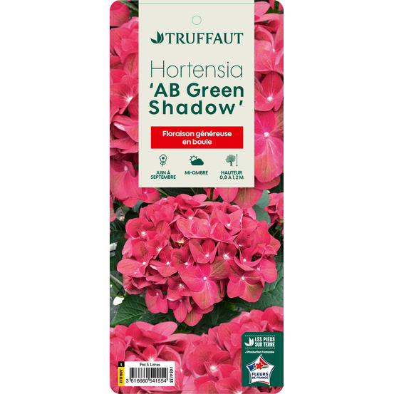 Hortensia- Hydrangea 'Green Shadow®' - Pot 5L