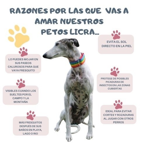 Babador Galguita Amelie em lycra fúcsia e turquesa para galgos e podencos.