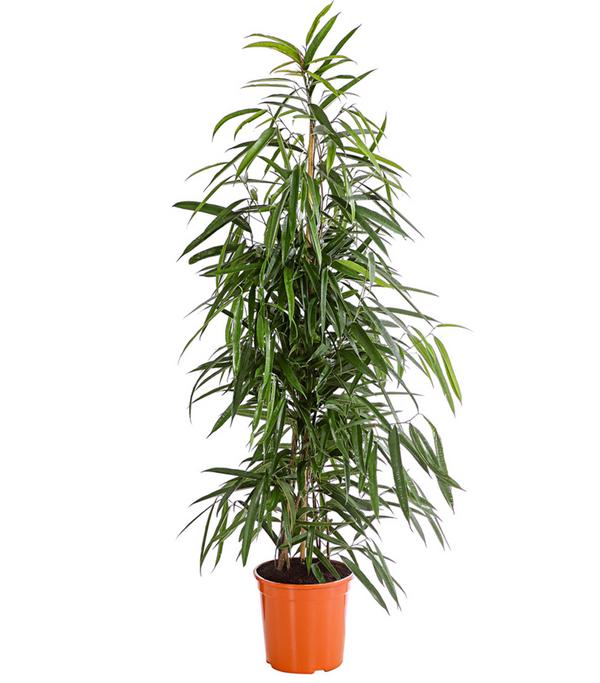 Birkenfeige - Ficus benjamina 'Forever',