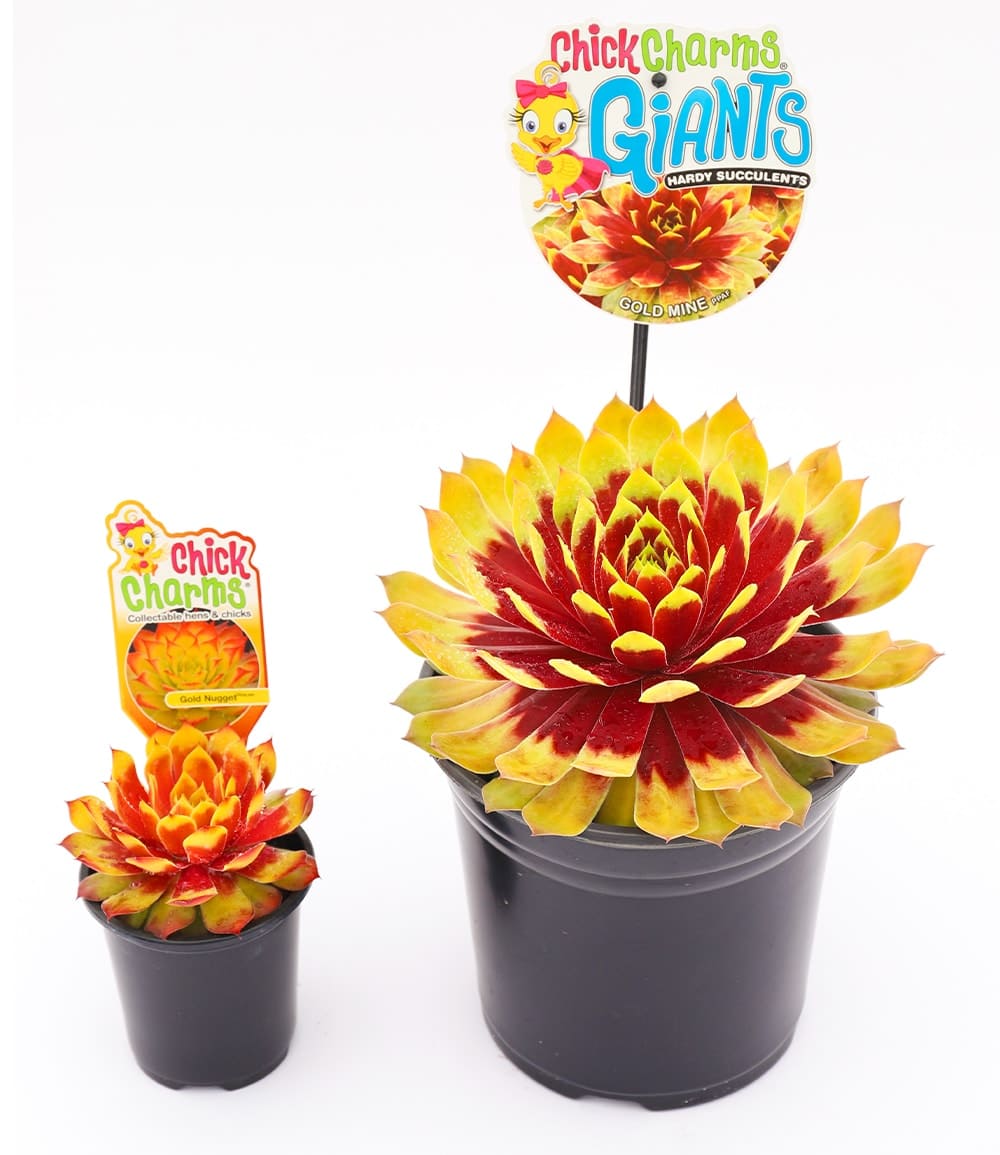 Sempervivum Giants 'Gold Mine®'