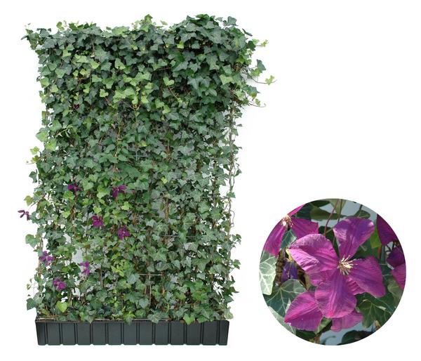 Hecke am laufenden Meter® Color - Efeu mit