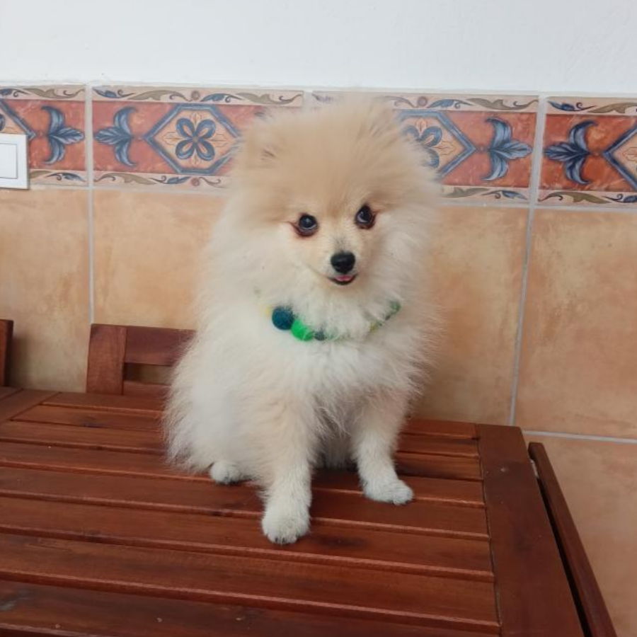 Coleira personalizada para cães com pompons
