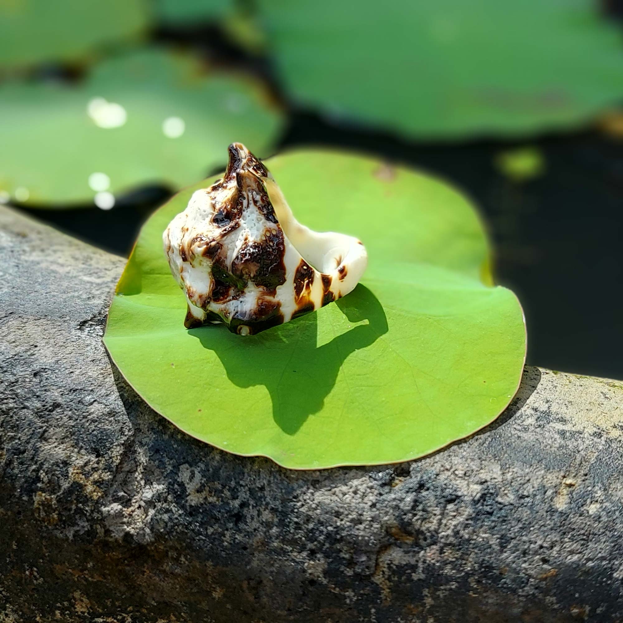 Ring aus Meerschneckenhaus, Ø 3 cm günstig bestellen