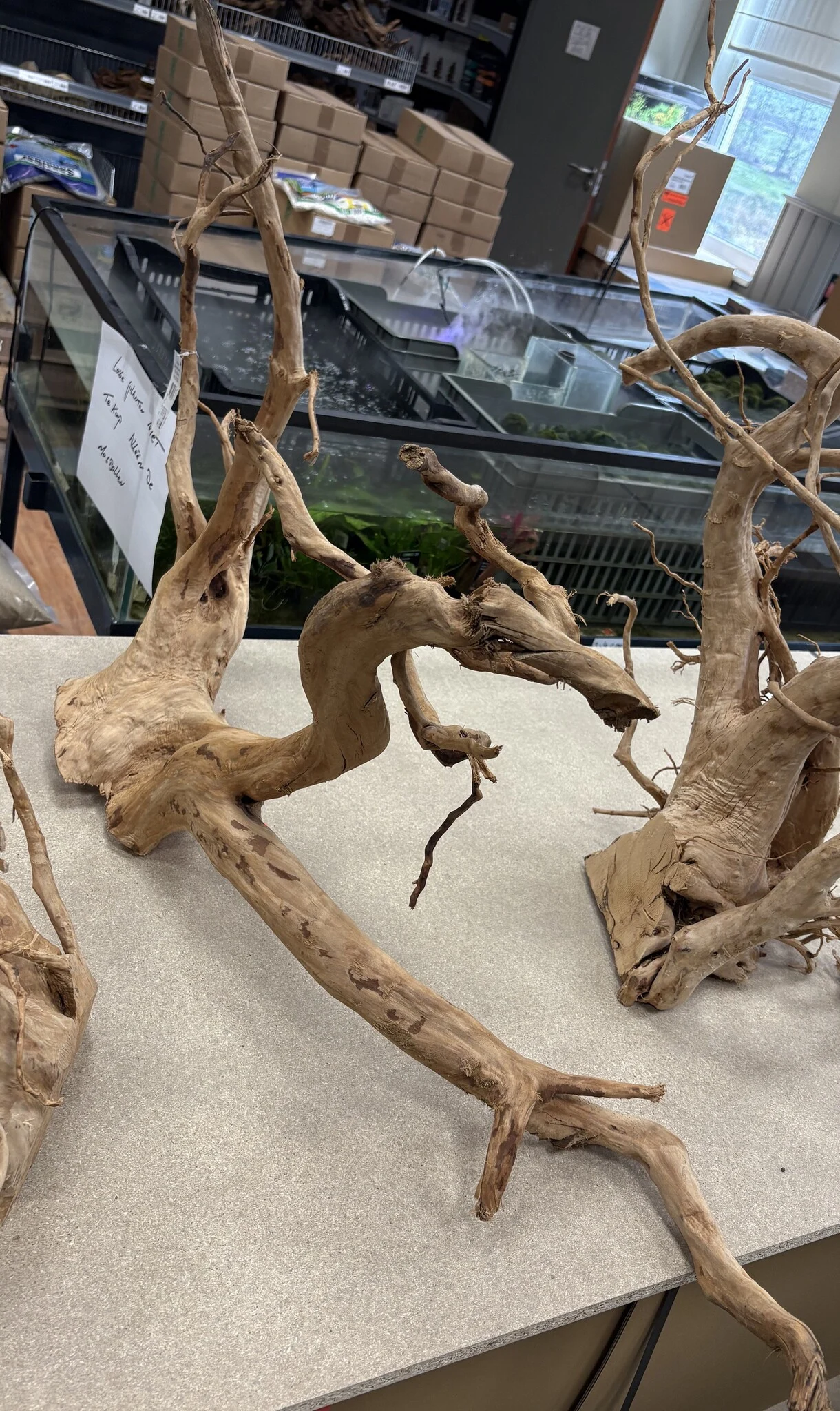 AQXL Selected Spider Wood Jumbo E