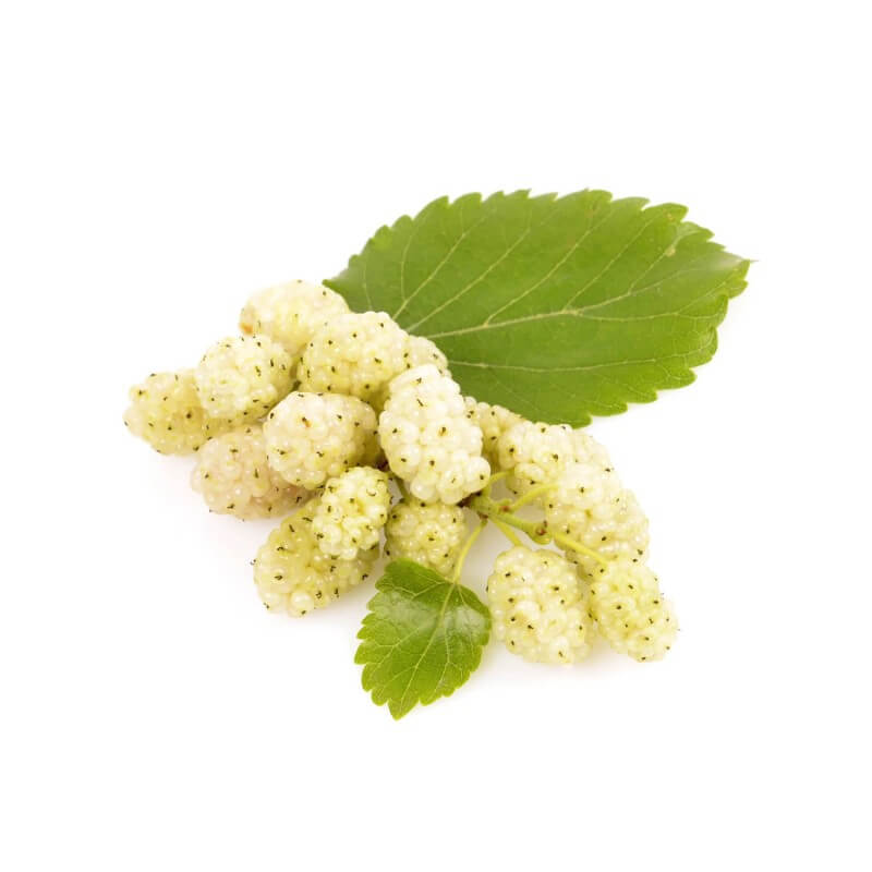 Mûrier blanc (morus alba) - godet - taille 10/15cm