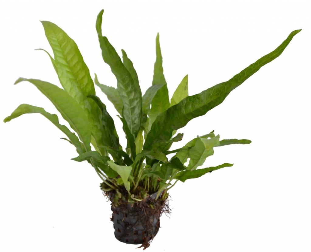 AquastoreXL Plantenpakket Large 3 | Aquariumplanten