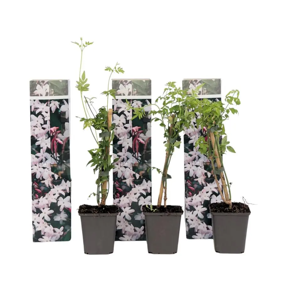 Jasmijn - Set van 3 - Jasminum 'Officinale' - Hoogte 25-40cm - ⌀9cm