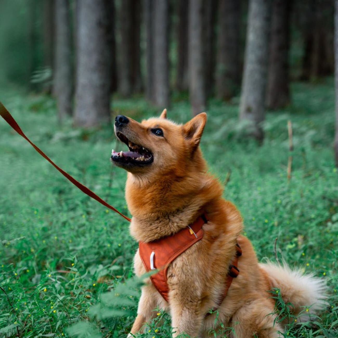 Woolly Wolf Geschirr Roam Terracotta XS