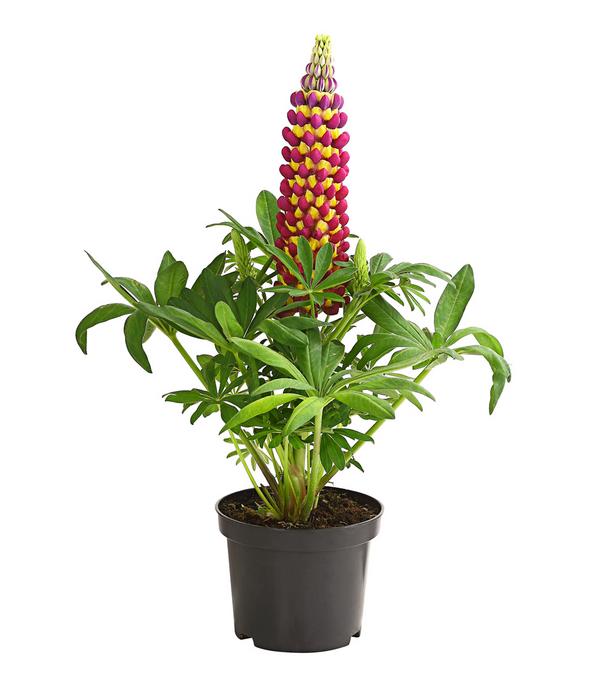 Lupine 'West Country', verschiedene Farben