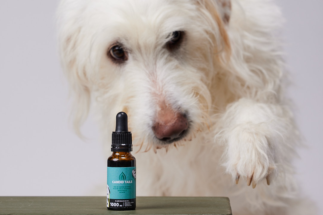 Óleo de petidibidiol para cães de grande porte 1000 mg