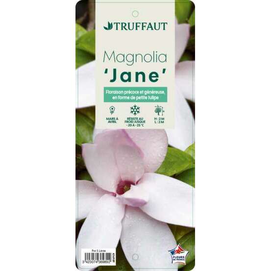 Magnolia x Jane : conteneur rond carré de 5 L