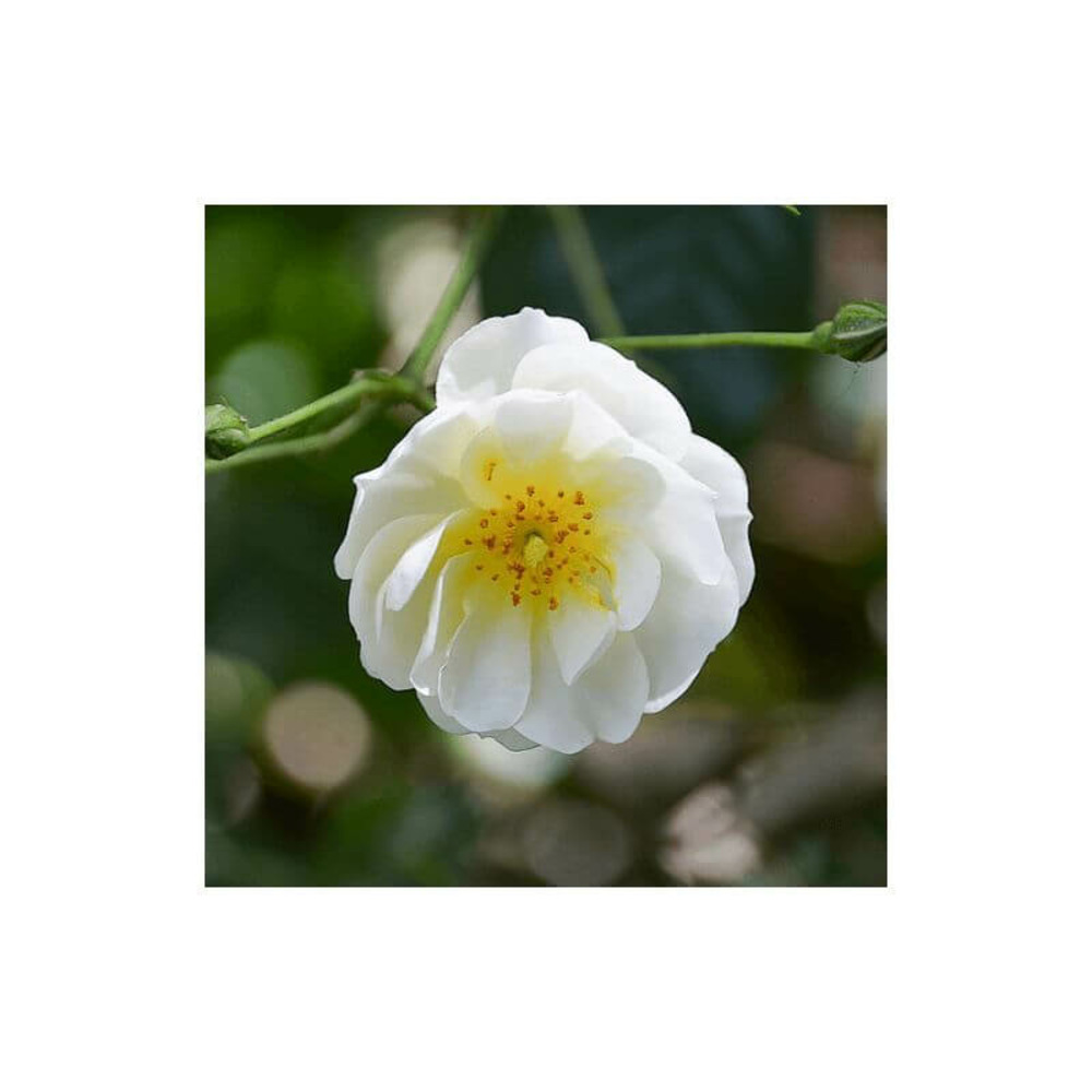 Rosier couvre sol 'opalia' -