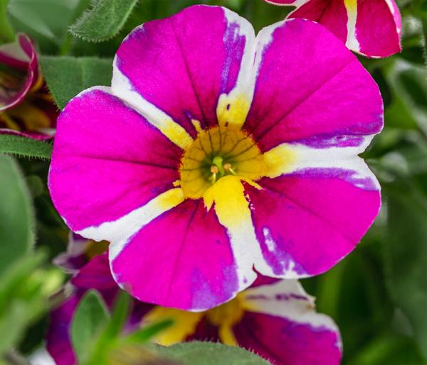 Minihängepetunie 'Pink Star'